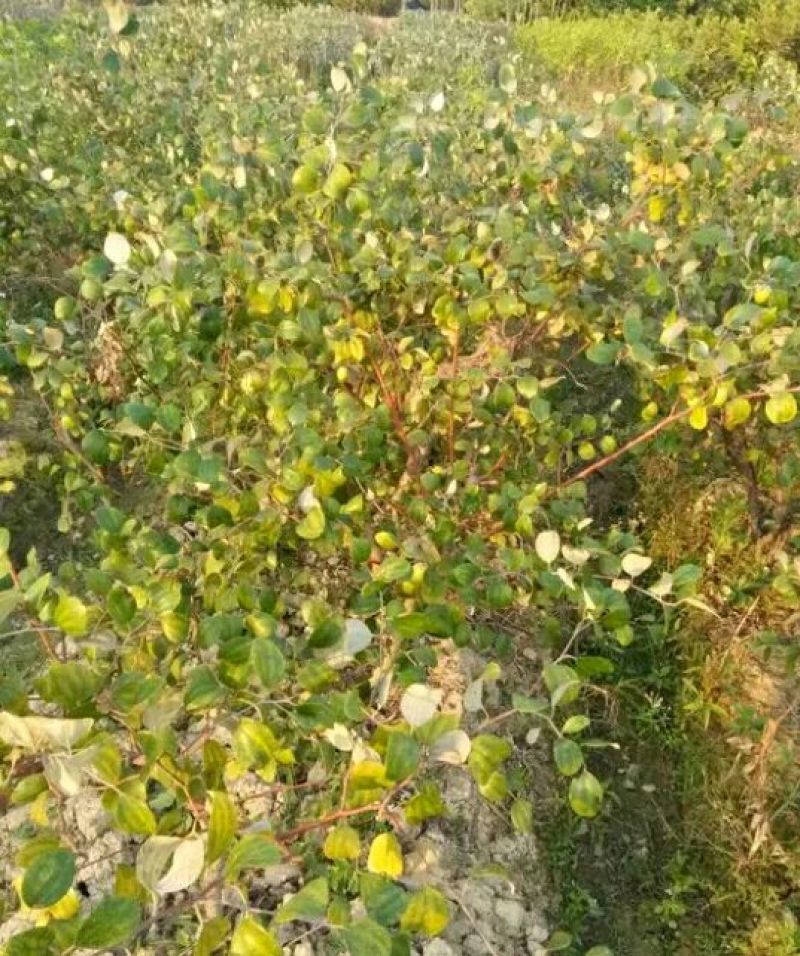 青枣苗50~80cm