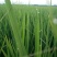 稻花香二号大米特级新米