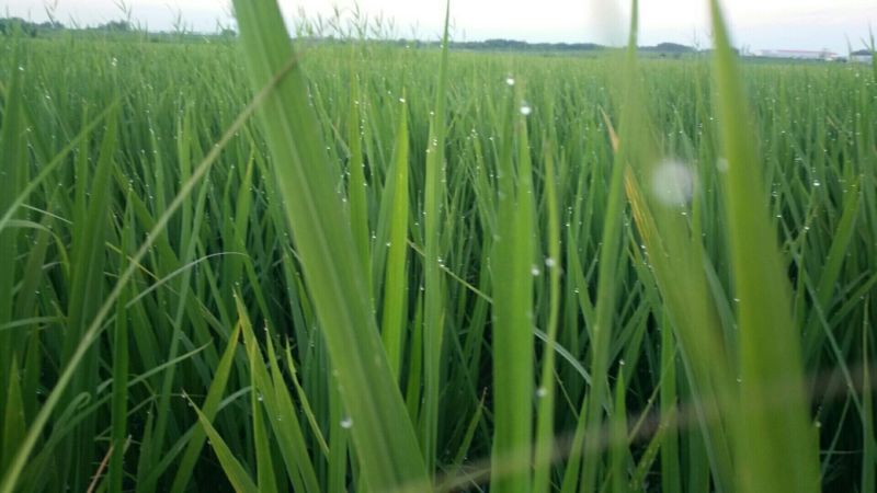 稻花香二号大米特级新米