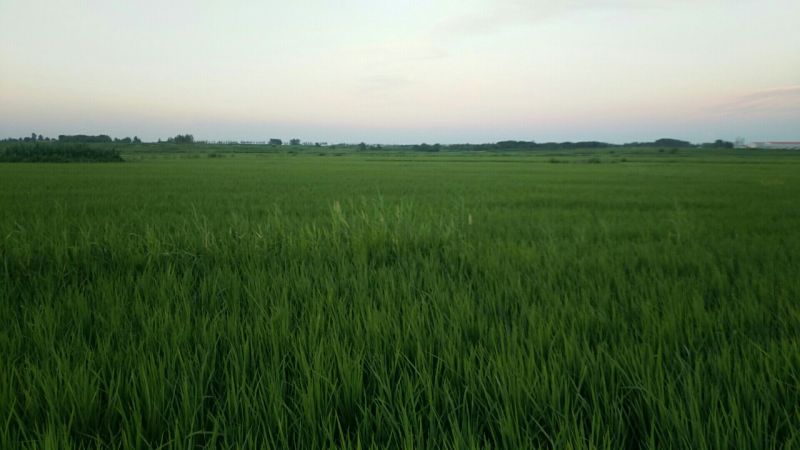 稻花香二号大米特级新米
