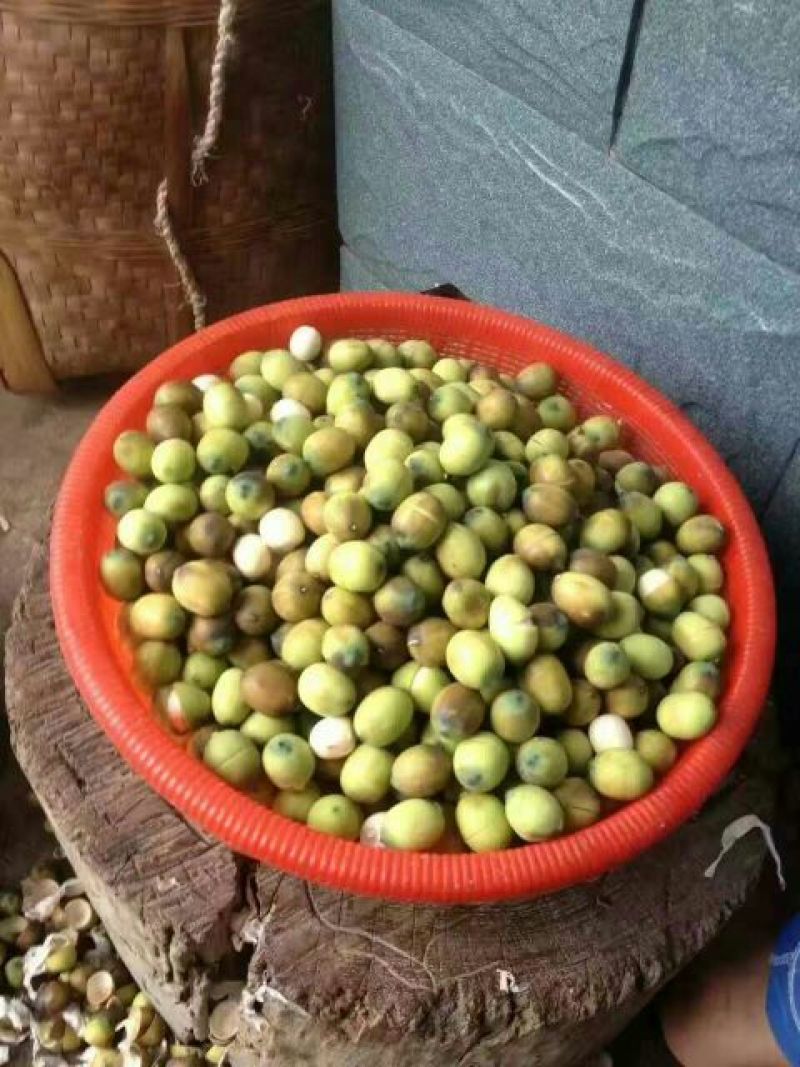 新鲜草莲子