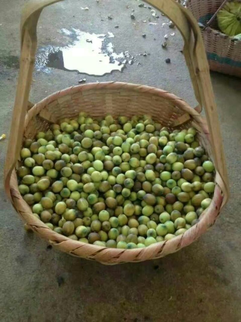 新鲜草莲子