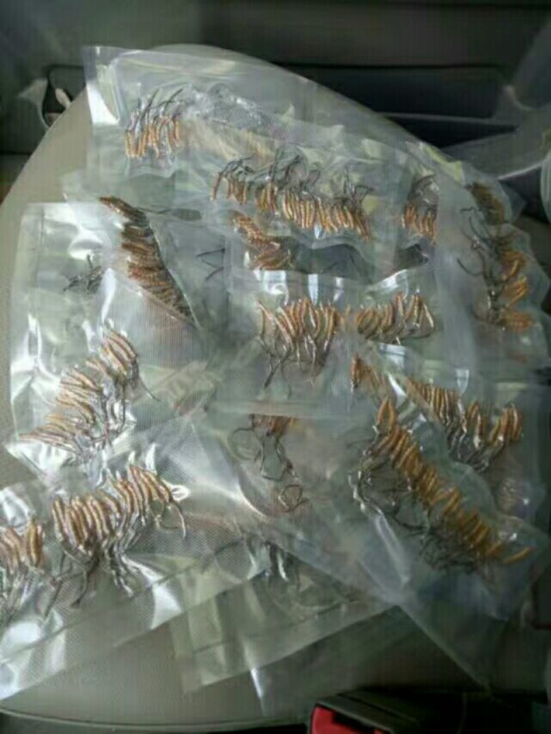 冬虫夏草袋装