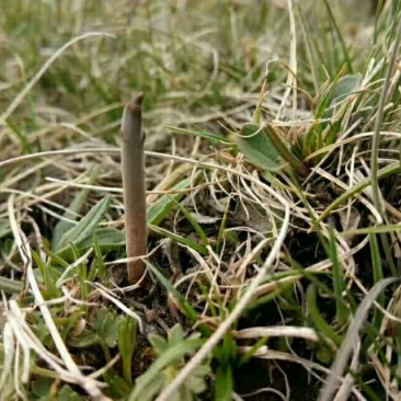 冬虫夏草袋装