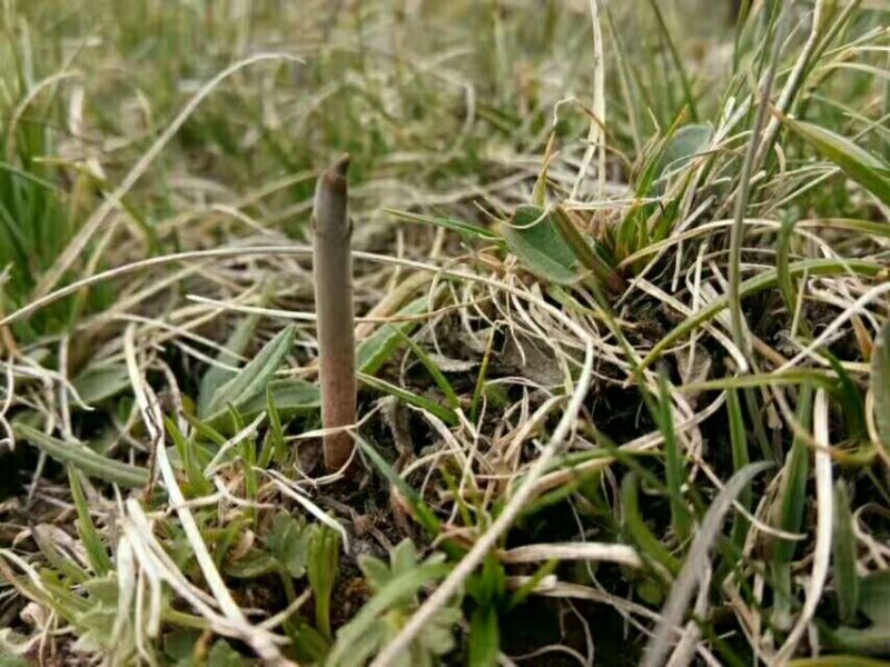 冬虫夏草袋装