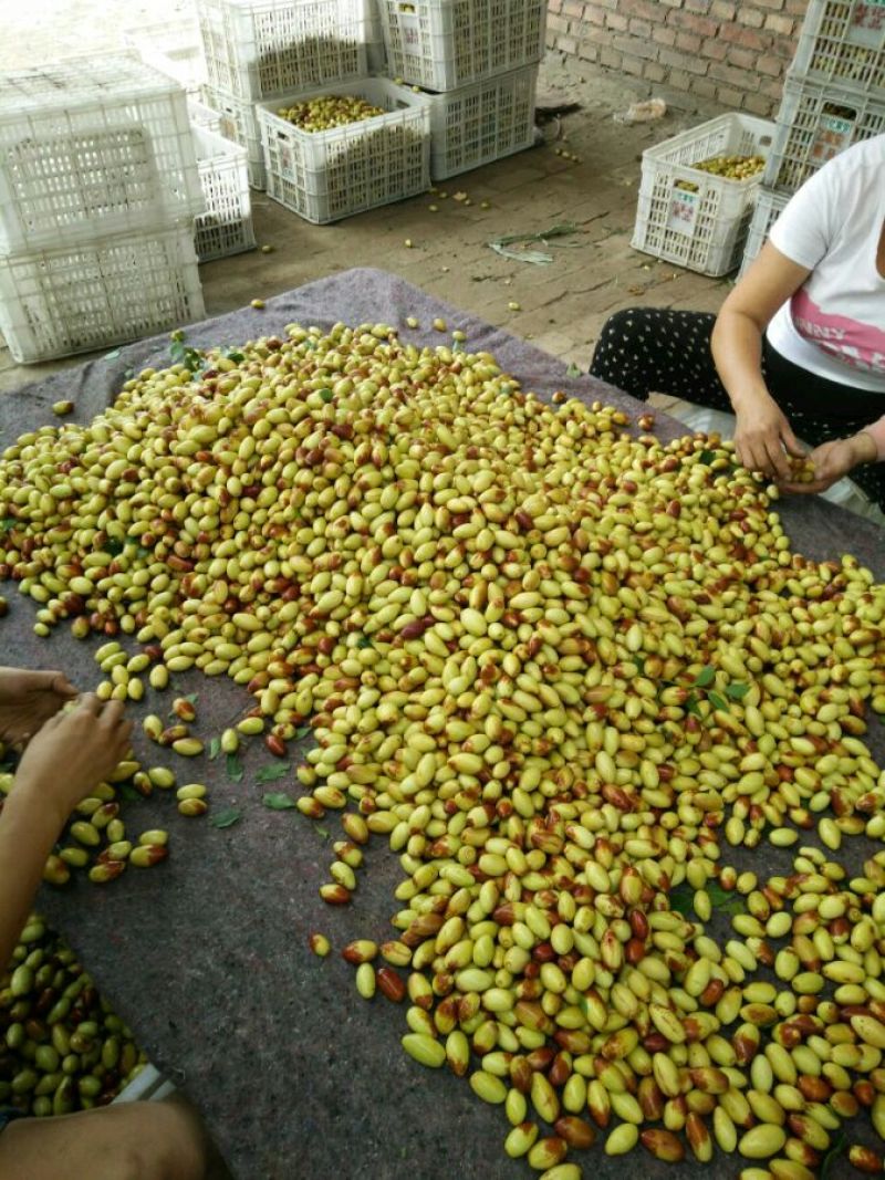 马牙枣鲜枣特级