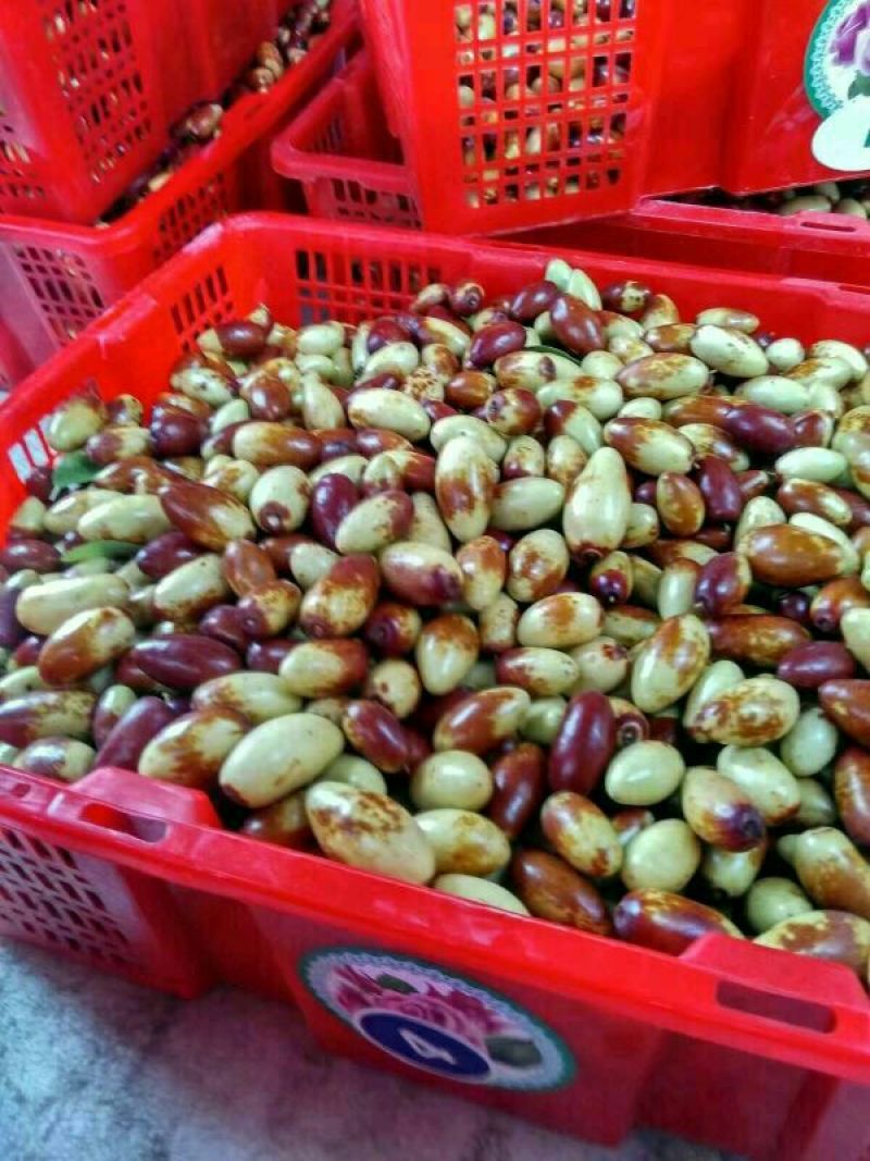 马牙枣鲜枣特级