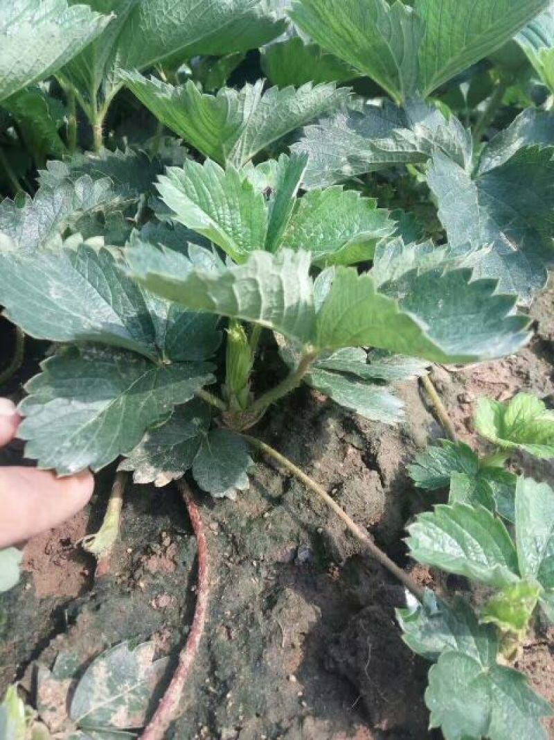 草莓苗法兰地草莓苗量大从优