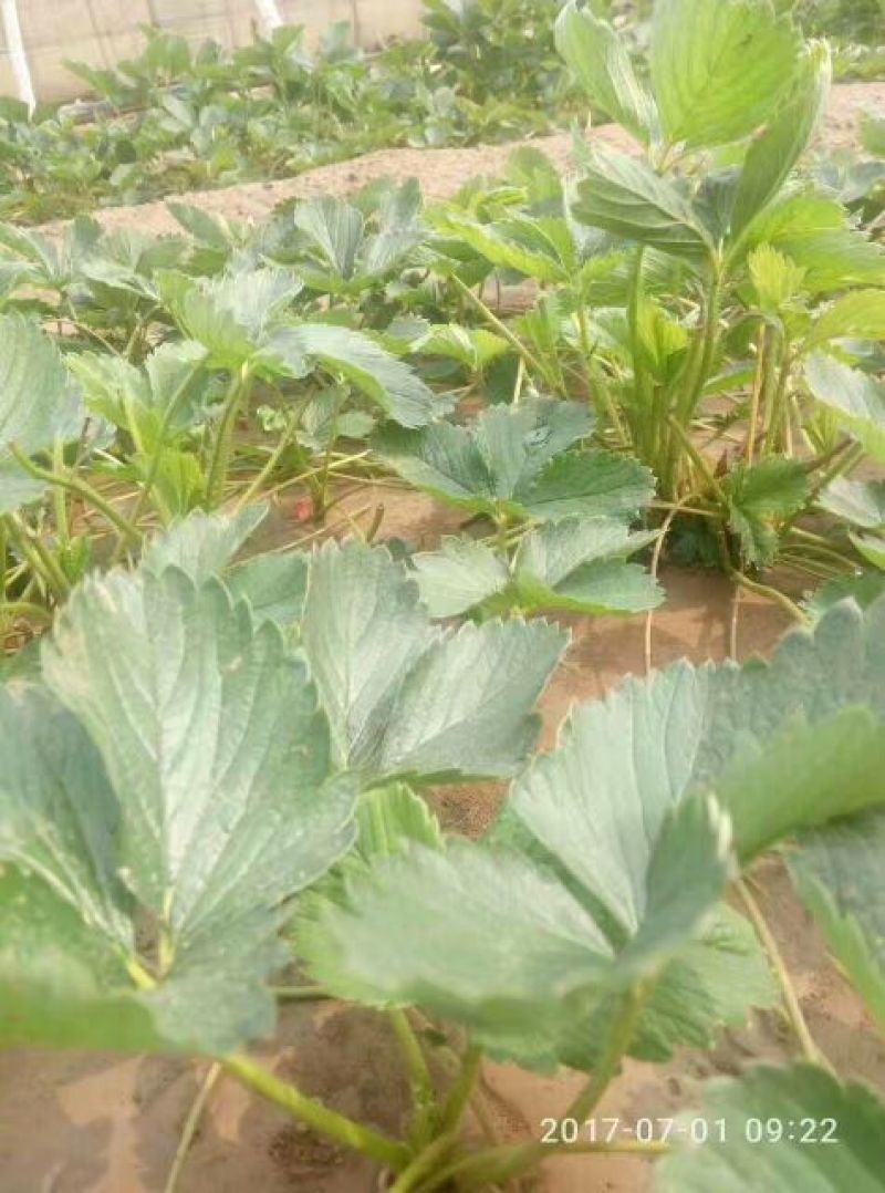 草莓苗法兰地草莓苗量大从优