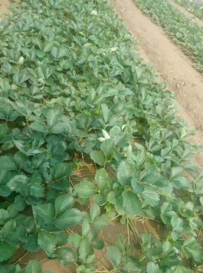 草莓苗法兰地草莓苗量大从优