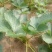 草莓苗法兰地草莓苗量大从优