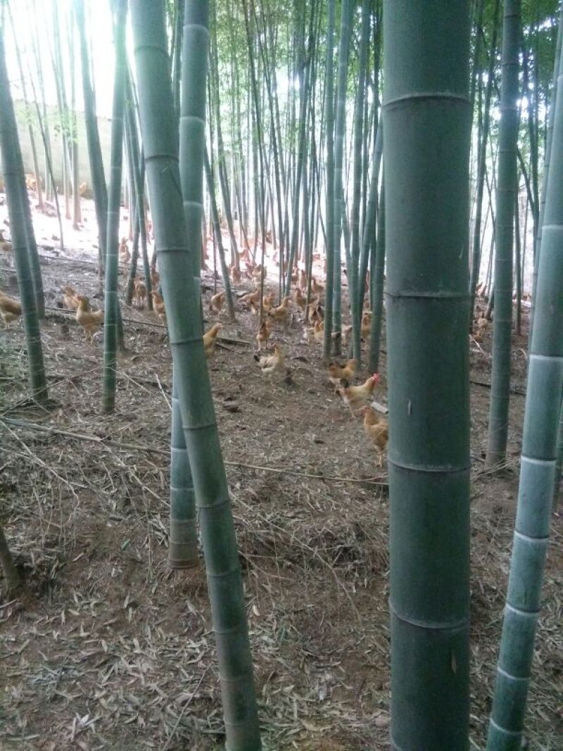 童子鸡2斤以上