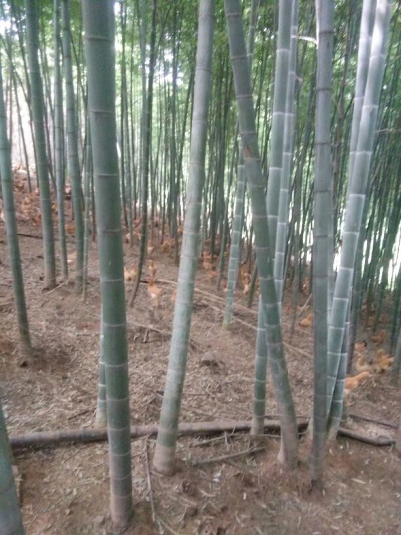 童子鸡2斤以上