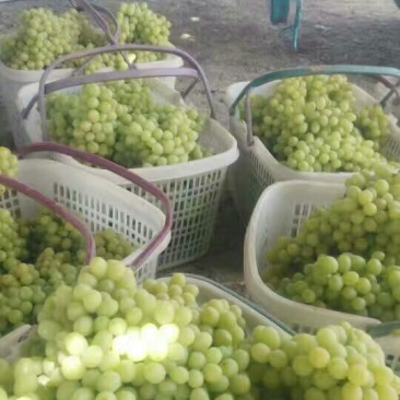 新疆小蜜蜂葡萄1.5~2斤5%以下