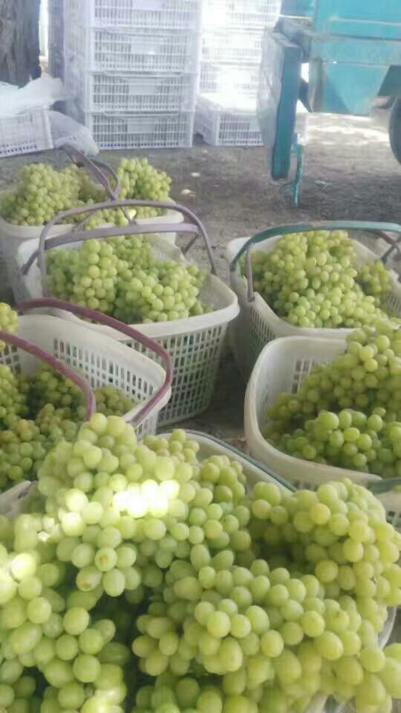新疆小蜜蜂葡萄1.5~2斤5%以下