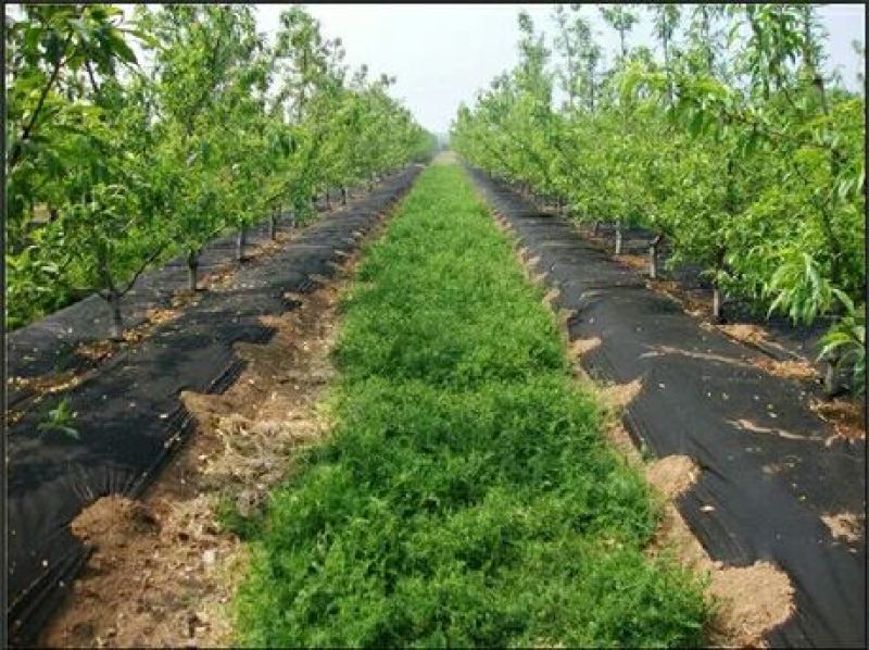 除草布防草布除草布抗老化园艺地布抑草布果园除草