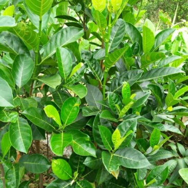 菠萝蜜苗树菠萝苗