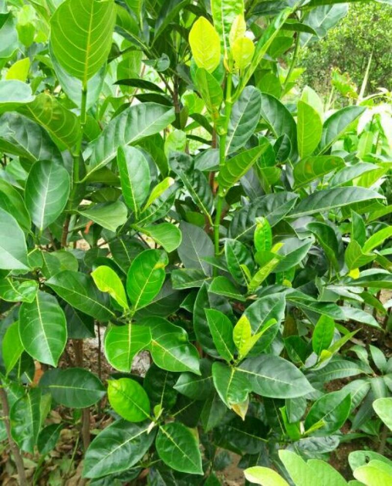 菠萝蜜苗树菠萝苗