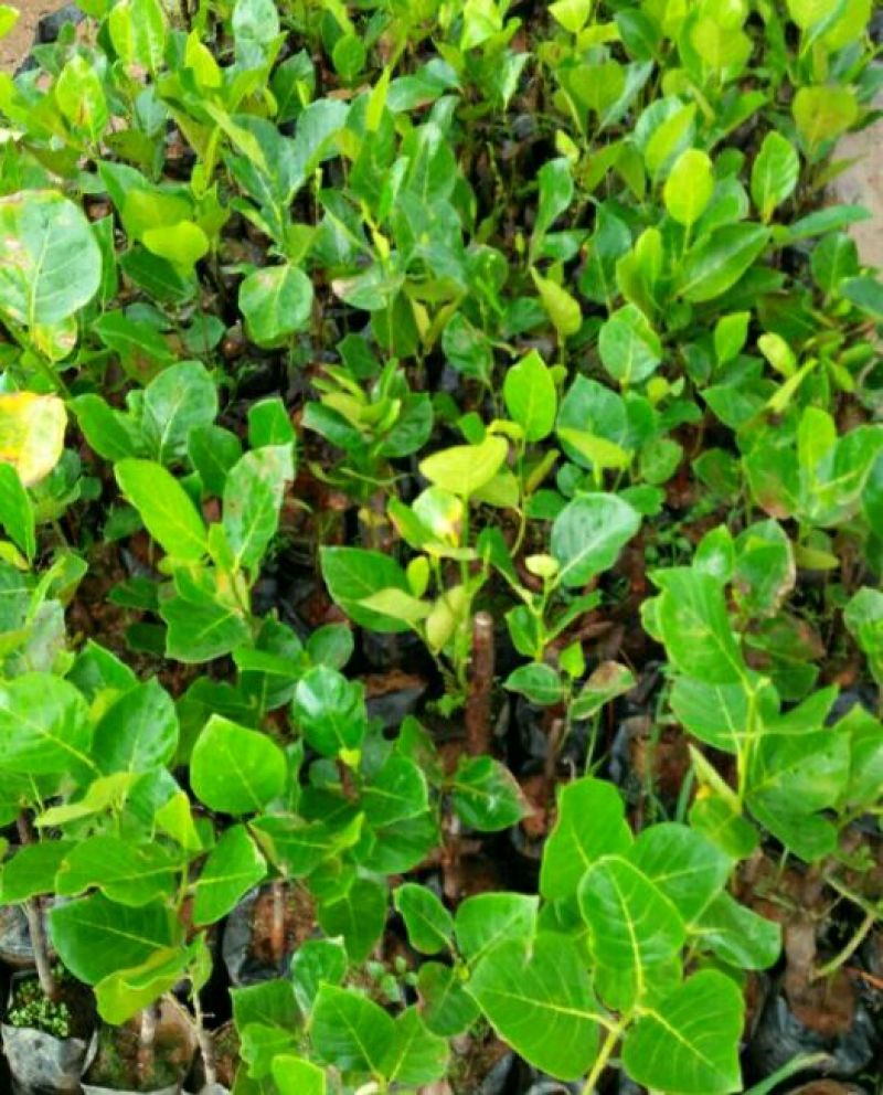 菠萝蜜苗树菠萝苗