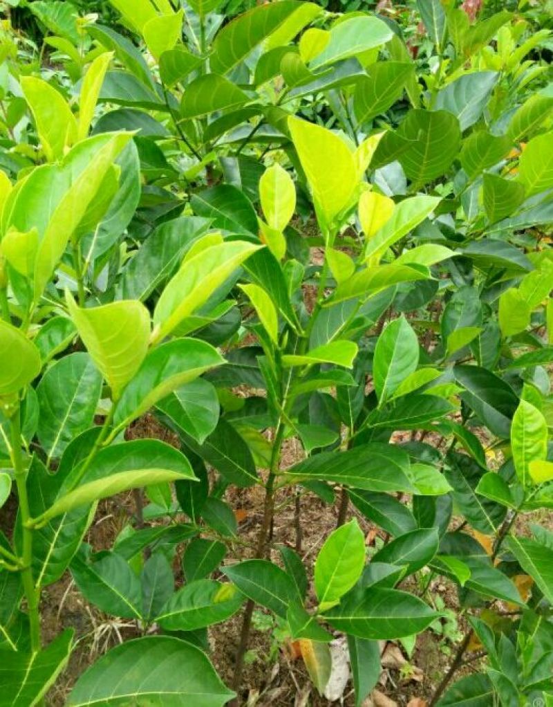 菠萝蜜苗树菠萝苗