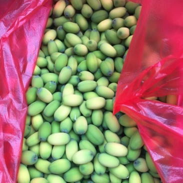 莲子特级鲜莲子微山湖