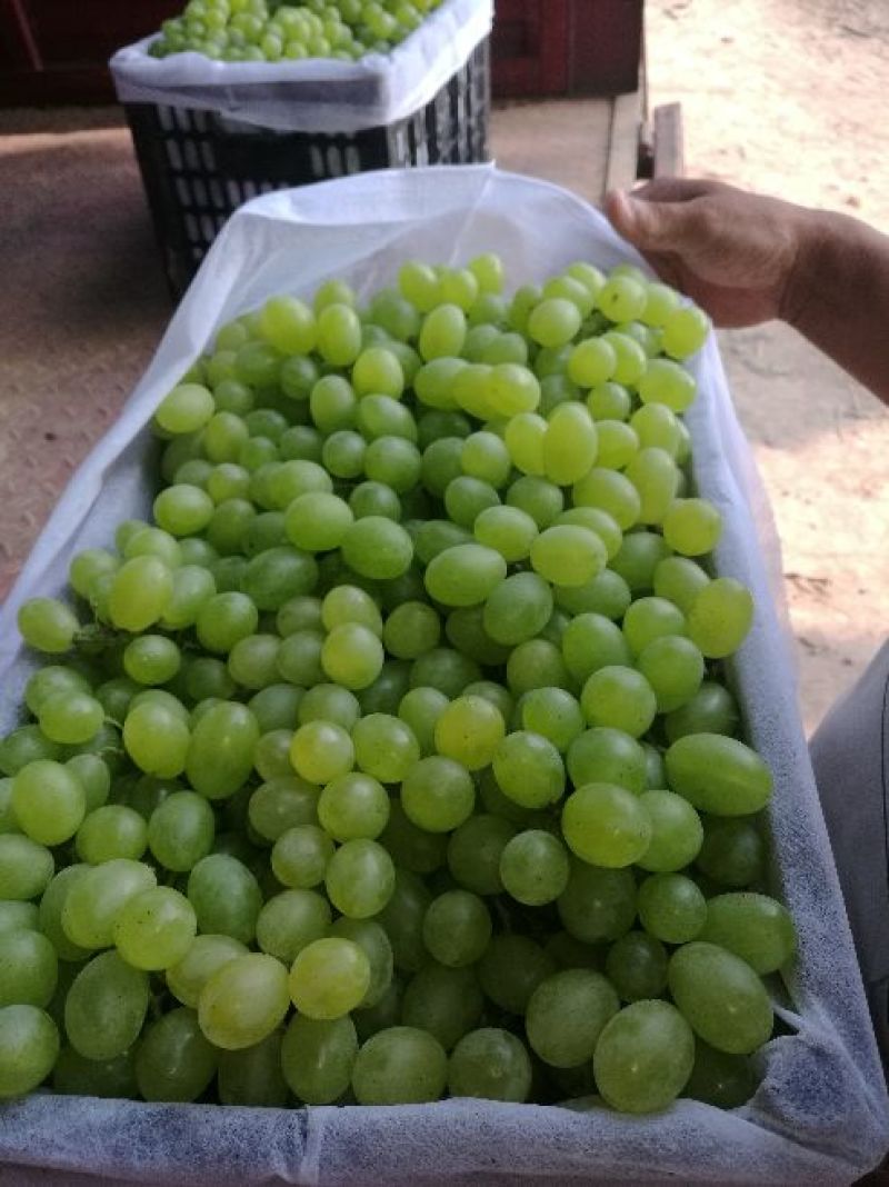 青提陕西青提葡萄基地，青提葡萄，夏黑葡萄，红提葡萄，克伦