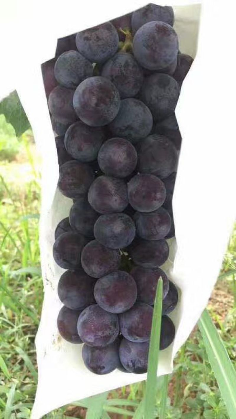 青提陕西青提葡萄基地，青提葡萄，夏黑葡萄，红提葡萄，克伦