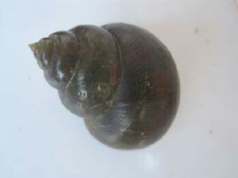 中华圆田螺食用鲜活