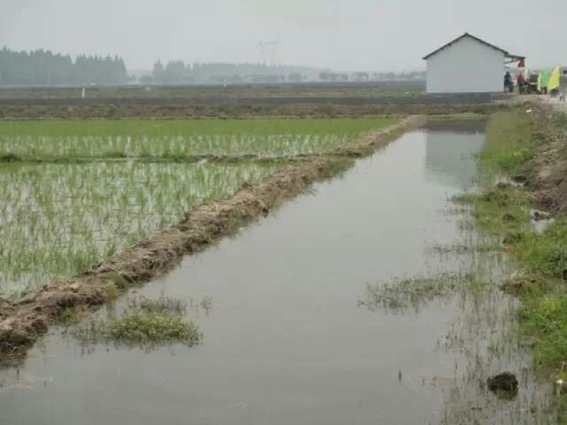 中华圆田螺食用鲜活