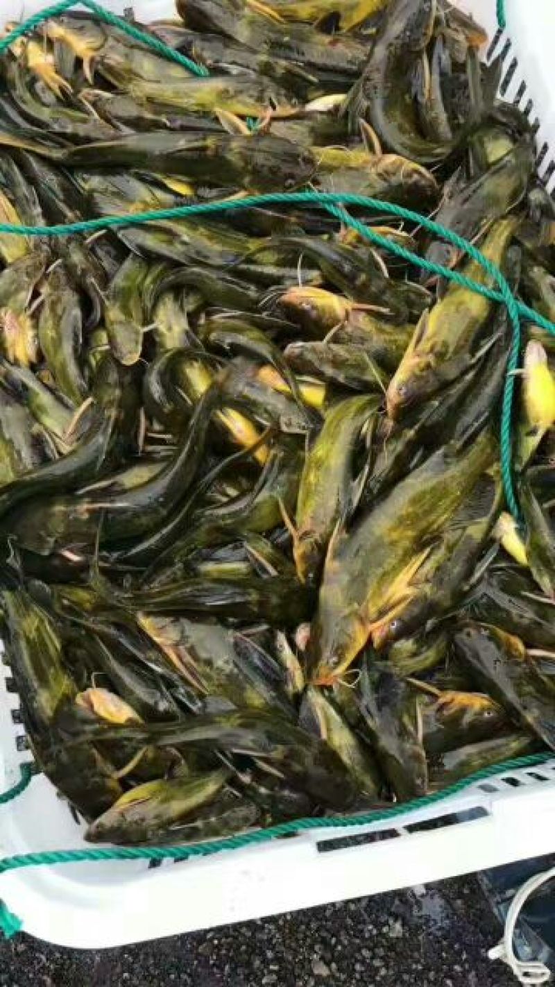 黄颡食用