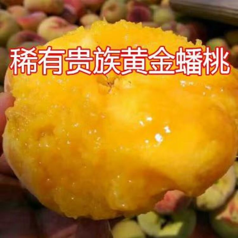 黄金蜜桃树苗黄金蜜1号早熟品种质量好不软
