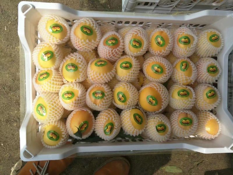 黄金蜜桃树苗黄金蜜1号早熟品种质量好不软