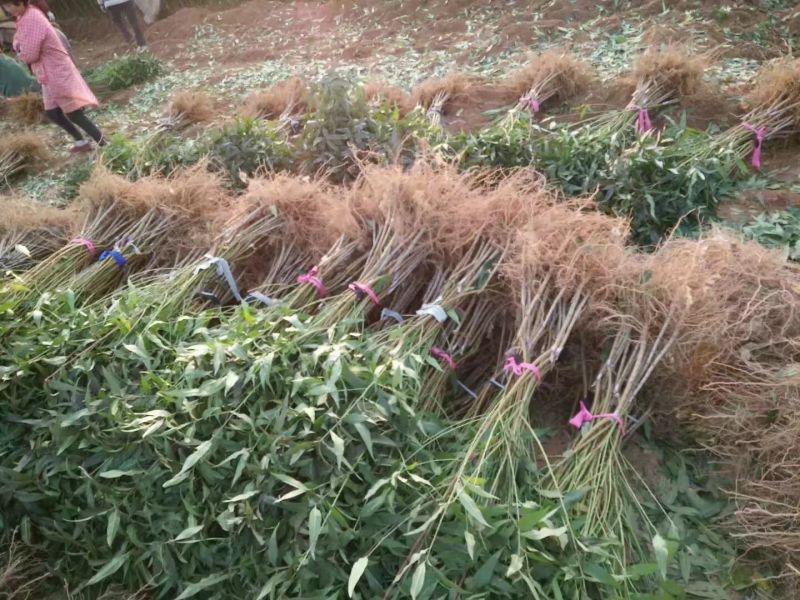 黄金蜜桃树苗黄金蜜1号早熟品种质量好不软