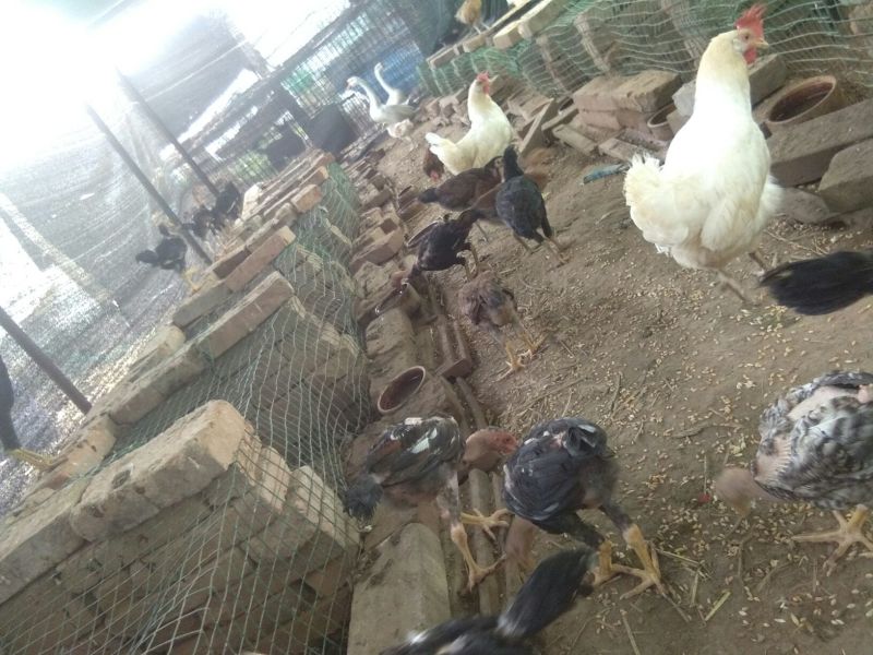 斗鸡苗500克以上脱温苗通货