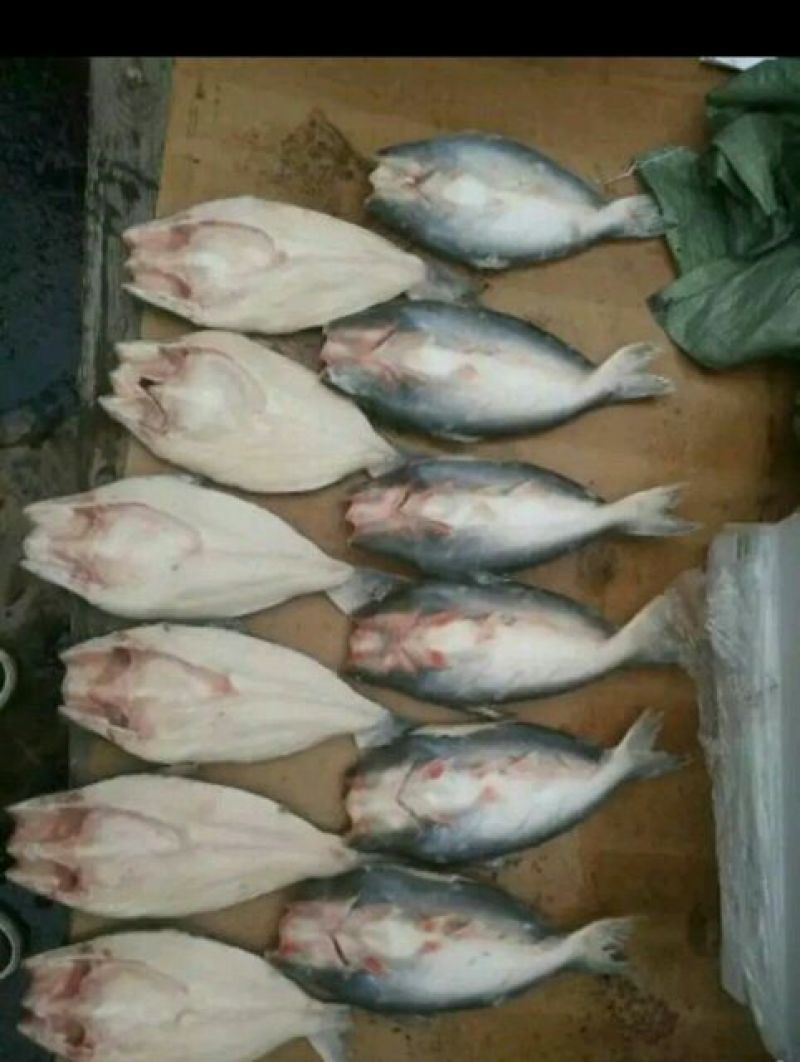 巴沙鱼