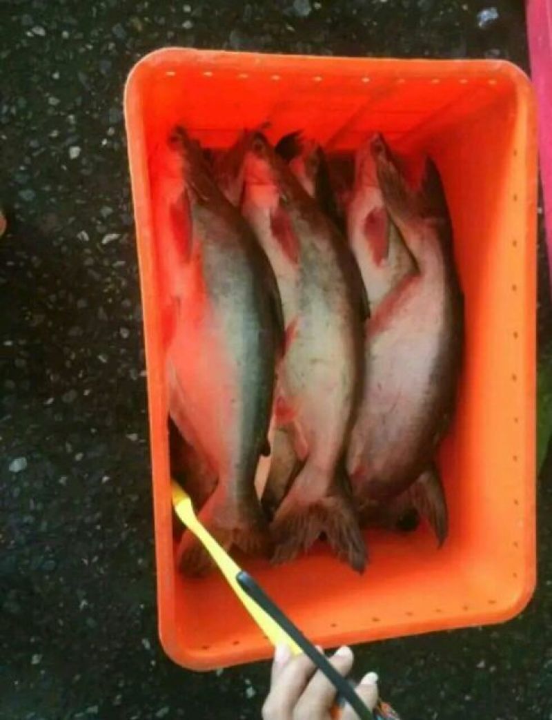 巴沙鱼