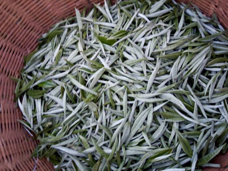 普洱茶特级