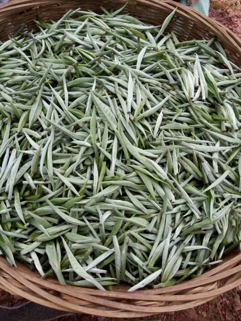 普洱茶特级