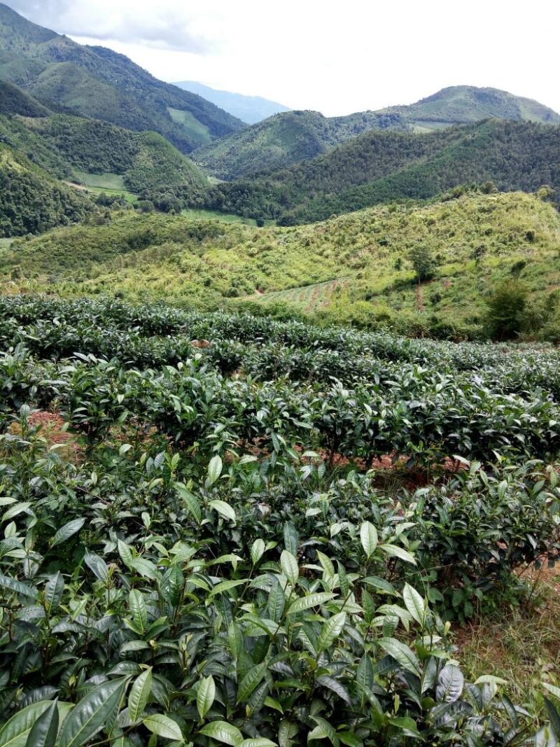 普洱茶特级