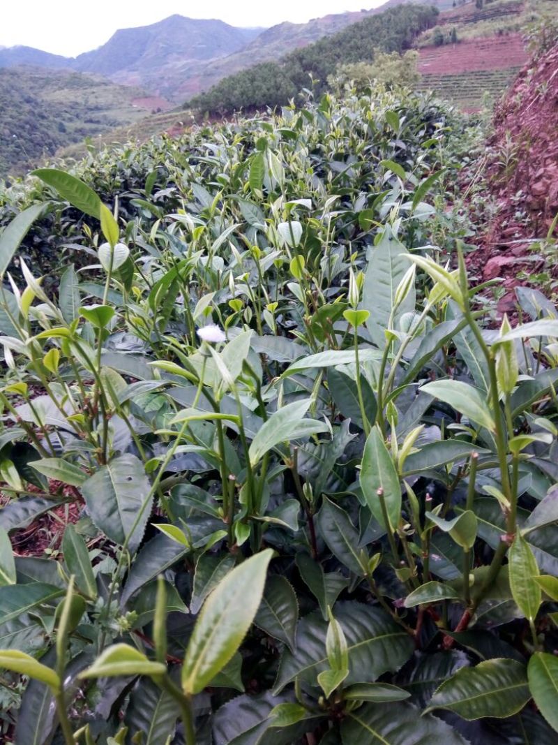 普洱茶特级