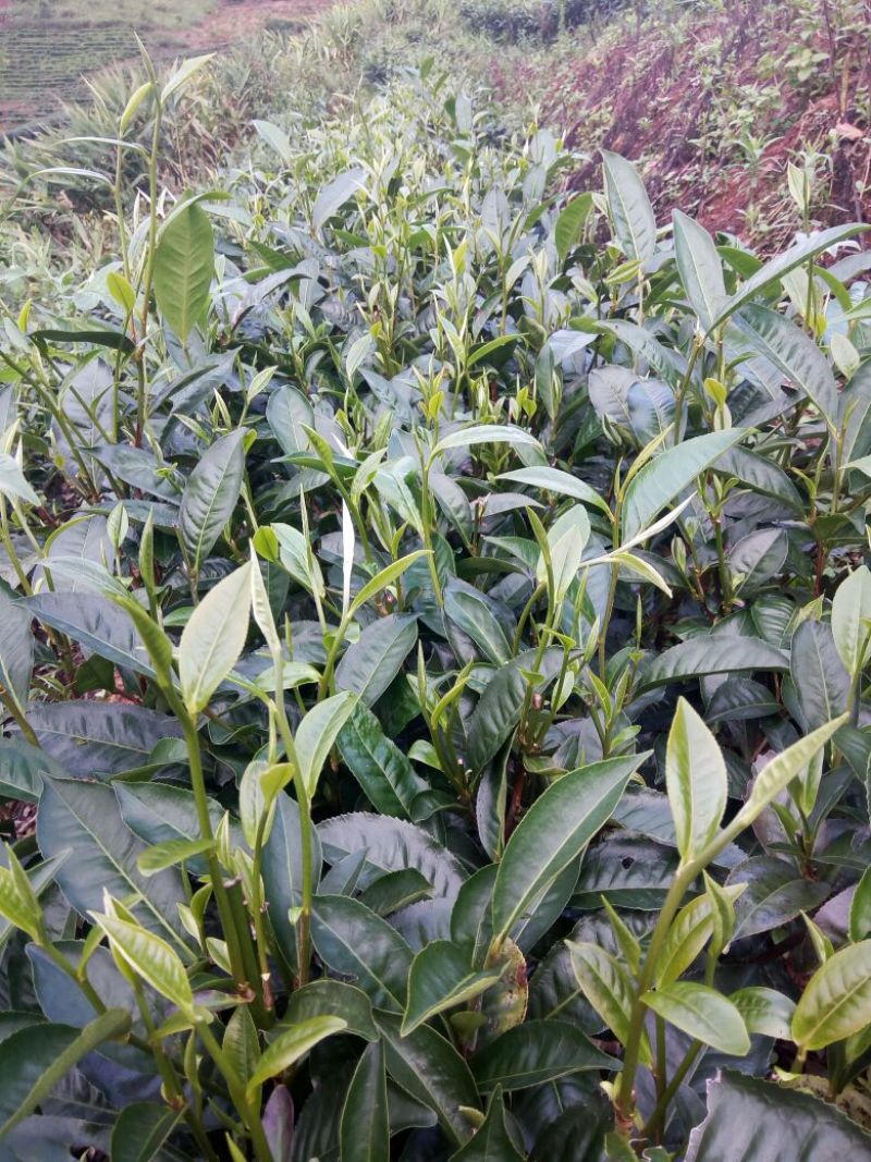 普洱茶特级