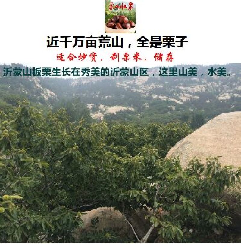 2024年新鲜山东油栗精选果批发可一件代发可代办代储