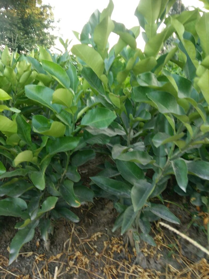 专业推广红心蜜柚和黄肉蜜柚接穗枝条、苗木