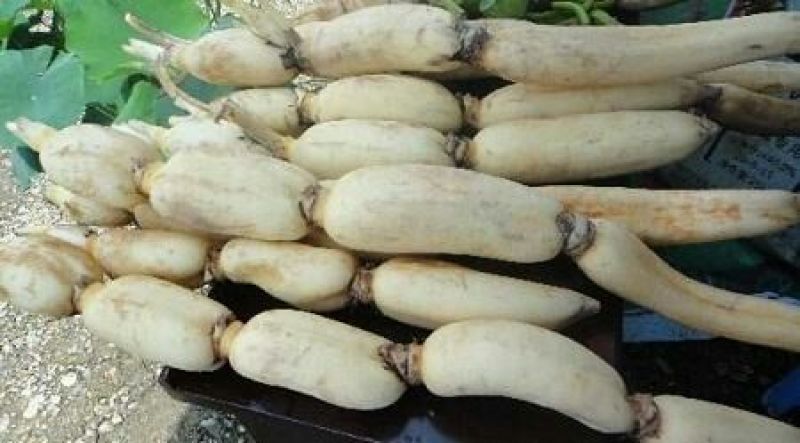 新鲜莲藕，颜色好，质量好，货源充足，保质保量，物流方便