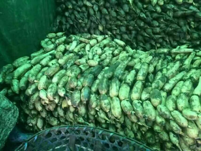 新鲜莲藕，颜色好，质量好，货源充足，保质保量，物流方便