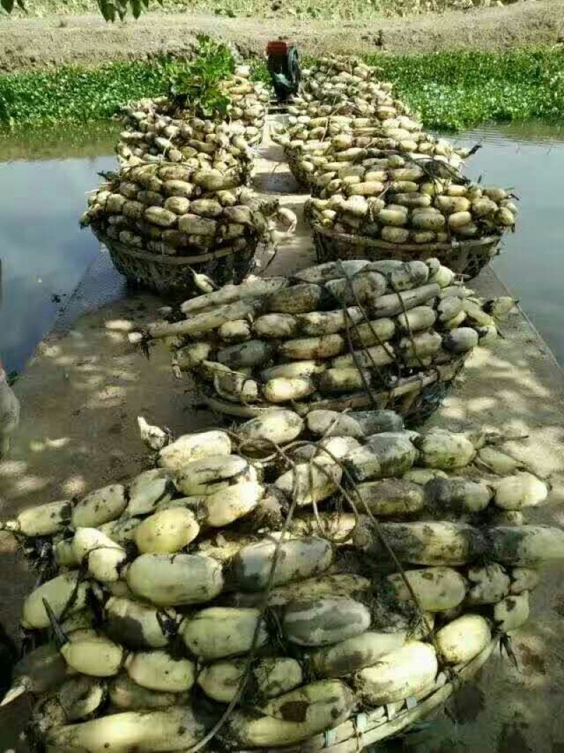 新鲜莲藕，颜色好，质量好，货源充足，保质保量，物流方便