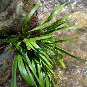 石菖蒲统个