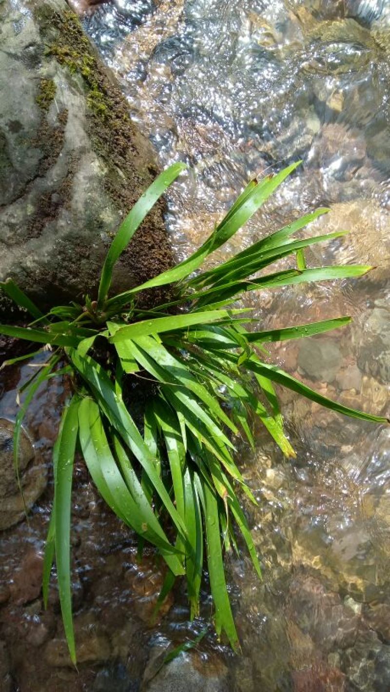 石菖蒲统个