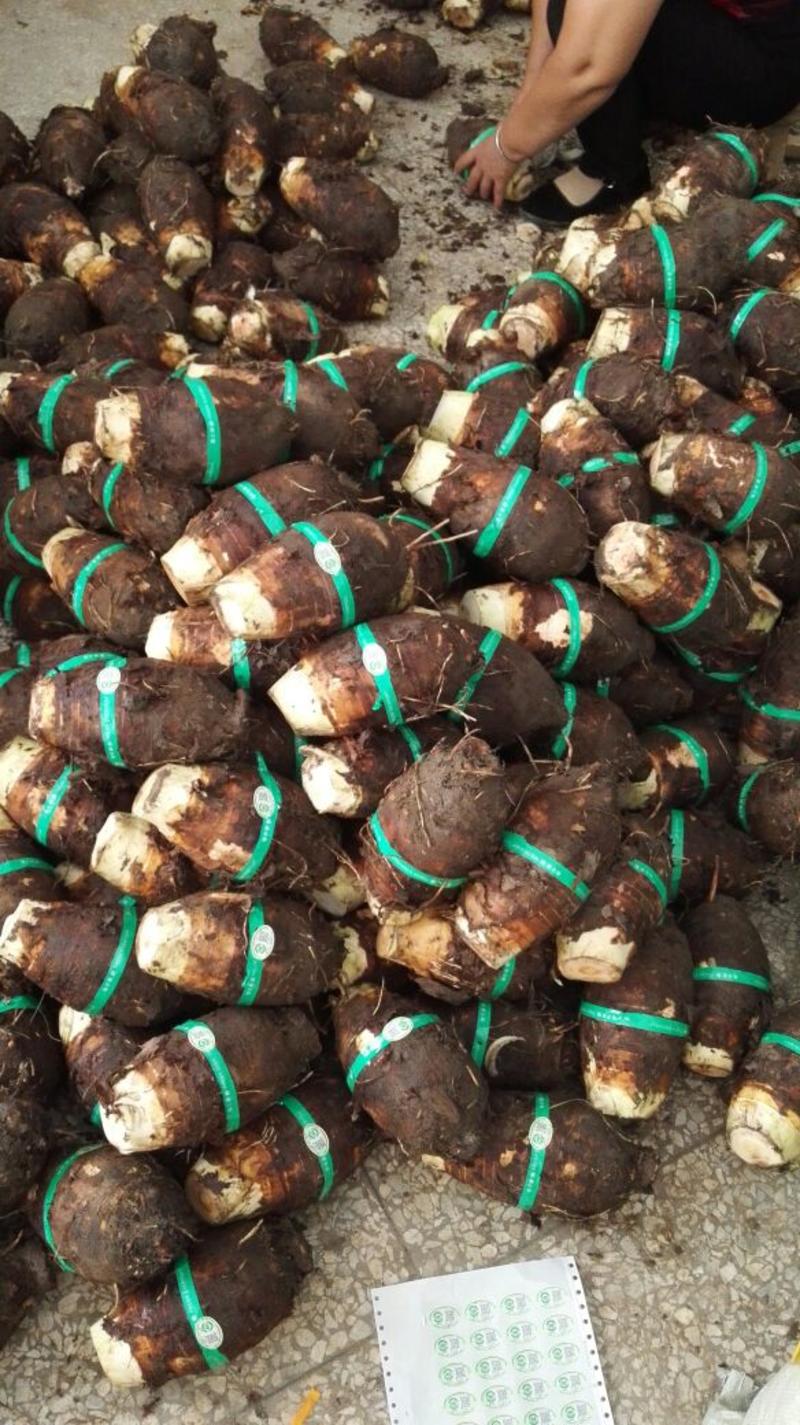 荔浦芋头种，亩产4000斤，网红产品，包粉香糯