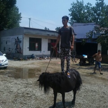 矮马200~300kg